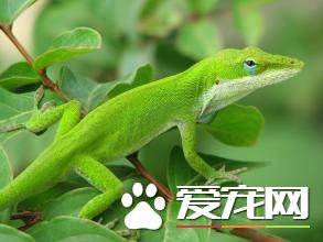 绿色蜥蜴多少钱 200元左右就可以买到