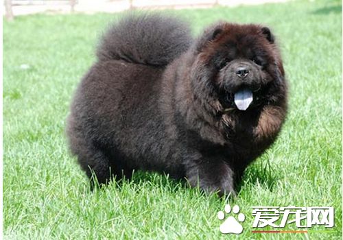 松狮犬好调教么 应该从简单的习惯和生活态度开始