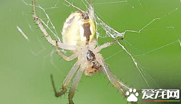 蜘蛛是昆虫吗 严格上说蜘蛛不是昆虫
