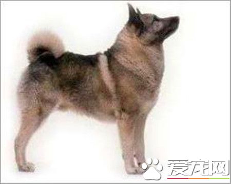 挪威猎麋犬哪里有卖 宠物商店或网上都可以