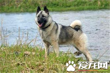 挪威猎麋犬价格 价格一般在1000到5000元左右