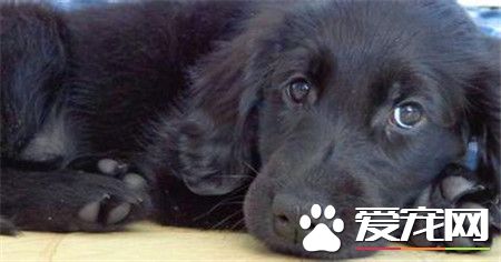 平毛寻回犬贵还是金毛贵 平毛寻回犬比较贵点