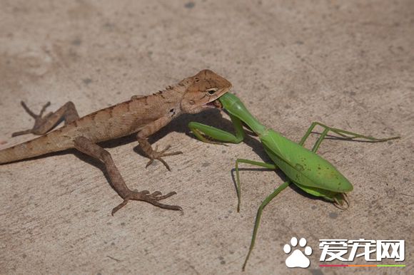 蜥蜴怎么养 箱子尺寸适合蜥蜴活动并且通风