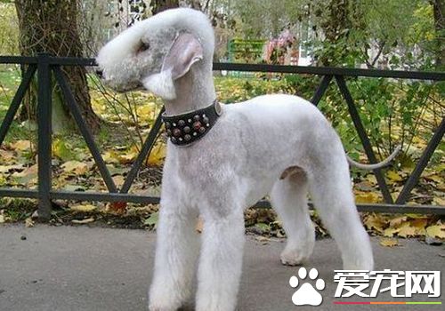 如何训练贝灵顿梗 一种非常灵敏好训练的狗狗