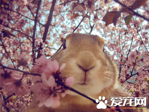 土拨鼠可以当宠物吗 土拨鼠可以用来当宠物的