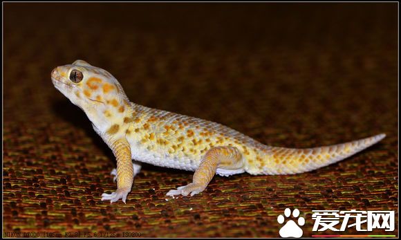 蛙眼蜥蜴怎么养 弹跳能力非常强必须要加盖子