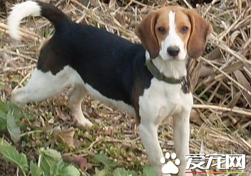 如何训练比格犬狩猎 可以使用美食去引诱