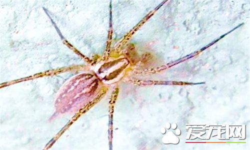 蜘蛛的寿命有多长 一般为八个月到两年