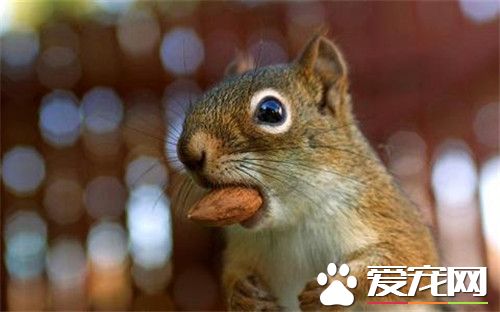 黄山松鼠多少钱一只 黄山松鼠在二三百左右