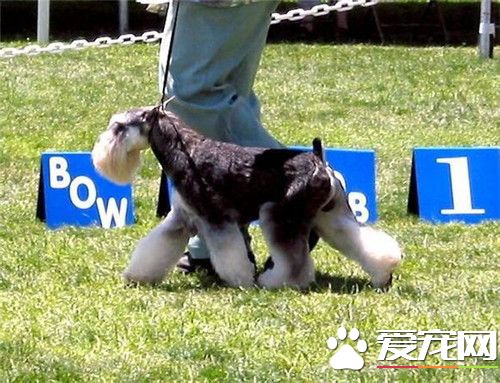 迷你雪纳瑞发情期 发情期以6个月为一周期