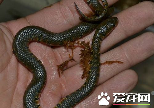 宠物蛇过冬 需要在加热垫上铺上几层报纸