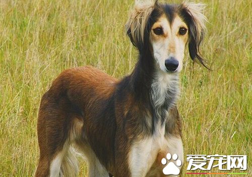 萨路基猎犬哪里有卖 城市里宠物店可以购买