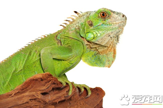 绿色蜥蜴多少钱 200元左右就可以买到