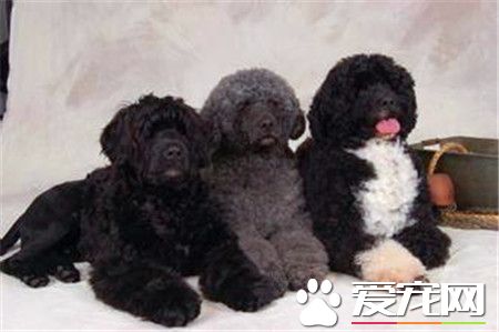 葡萄牙水犬的价格 主要还是要看品相来决定价格