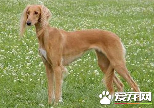 萨路基犬的特长 萨路基犬具有优秀的狩猎能力