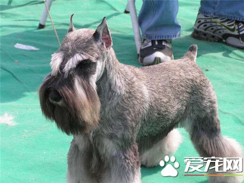 迷你雪纳瑞多高 体长30到35厘米左右