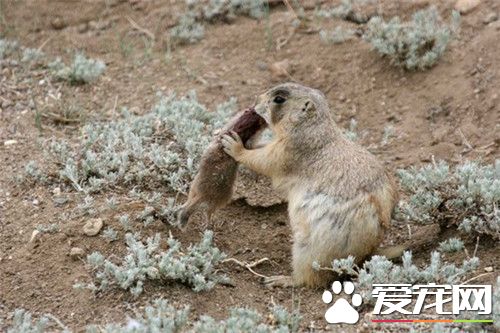 土拨鼠可以当宠物吗 土拨鼠可以用来当宠物的