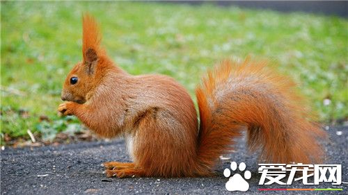 宠物松鼠臭吗 注意卫生其实宠物松鼠是不臭的