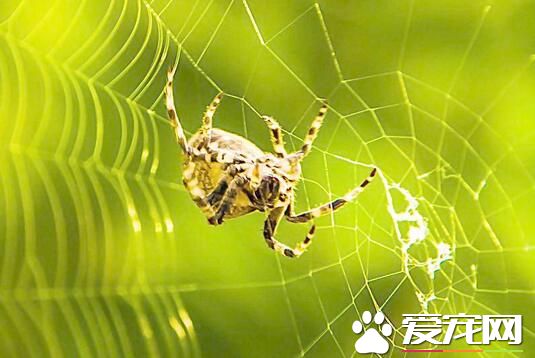蜘蛛是胎生还是卵生 蜘蛛都是卵生动物