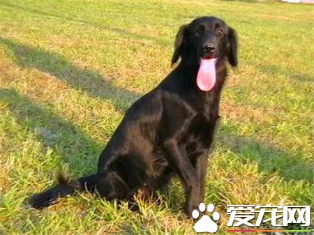 平毛寻回犬的价格 一般售价在600到2500元不等