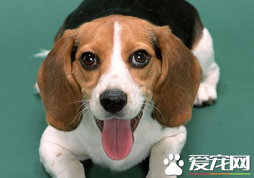 如何训练比格犬狩猎 可以使用美食去引诱