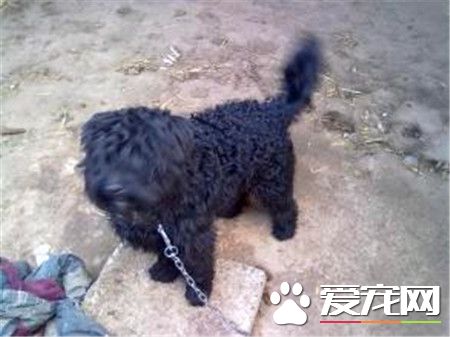 葡萄牙水犬哪里有卖 可以通过网上选择购买