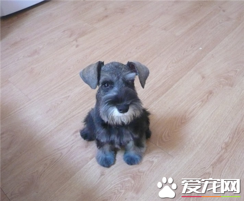 迷你雪纳瑞的智商高吗 有较高的智力的狗狗