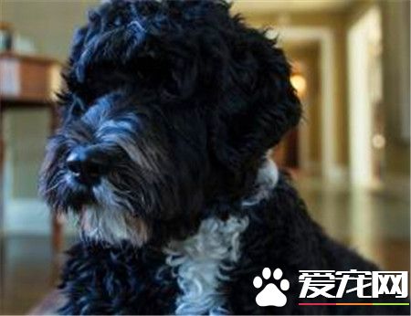 葡萄牙水犬的价格 主要还是要看品相来决定价格