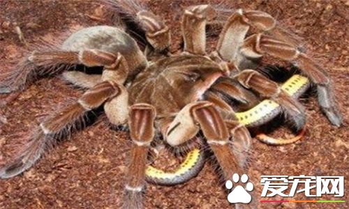 蜘蛛是什么动物 蜘蛛有爪子属于节肢型动物