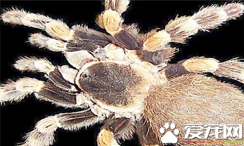 怎么养蜘蛛 饲养宠物蜘蛛最好单独饲养