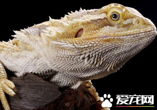 蜥蜴是卵生动物吗 蜥蜴是卵生动物的一种