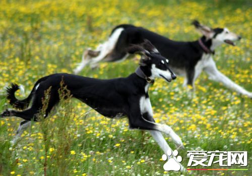 萨路基和惠比特哪个好 都是很不错的宠物犬