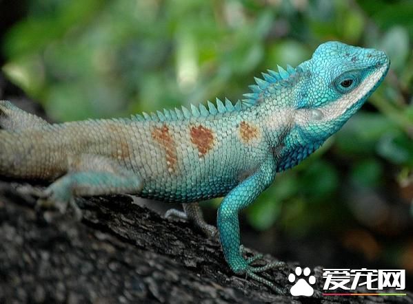 蜥蜴的寿命 一般的蜥蜴寿命在5到7年