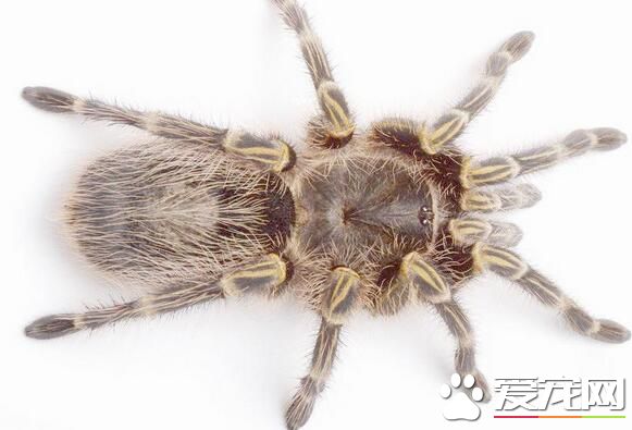 蜘蛛是昆虫吗 严格上说蜘蛛不是昆虫