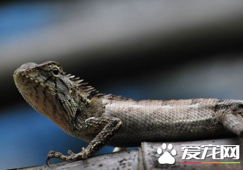 蜥蜴是不是恒温动物 蜥蜴是变温动物