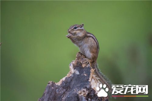 松鼠尾巴有什么用 松鼠尾巴有加跳跃距离