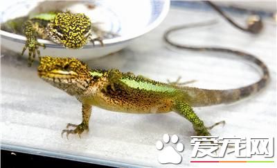怎样养蜥蜴 关键的是让蜥蜴充分接触紫外线