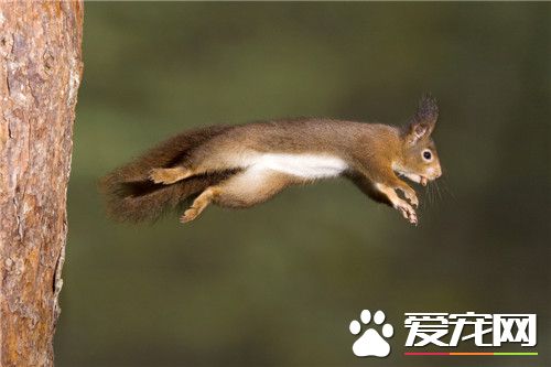 宠物松鼠的饲养 尽可能提供多种饲料随它们选择