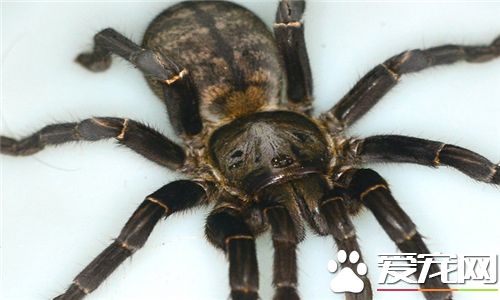 高脚蜘蛛有没有毒 高脚蜘蛛有一定的毒性