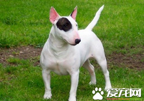 如何选购迷你牛头梗 最好选择性格外向的幼犬