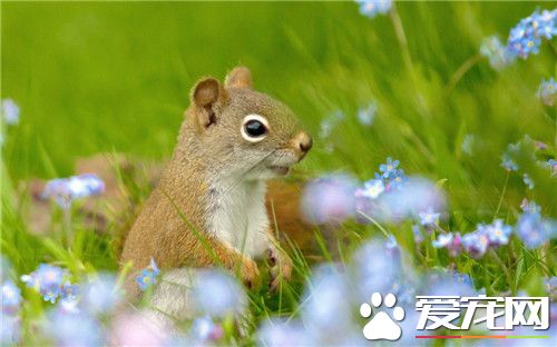 宠物松鼠的饲养 尽可能提供多种饲料随它们选择