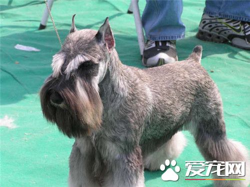 迷你雪纳瑞掉毛吗 会掉毛在春秋两季掉毛最厉害