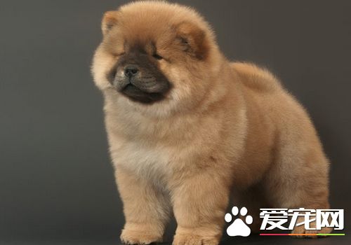 如何喂养松狮犬 掌握一个原则不要喂得太饱