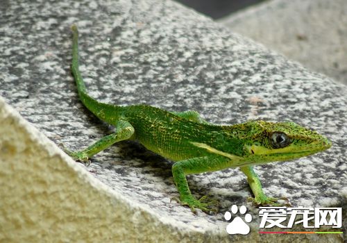 蜥蜴是节肢动物吗 蜥蜴是属于节肢动物的一种