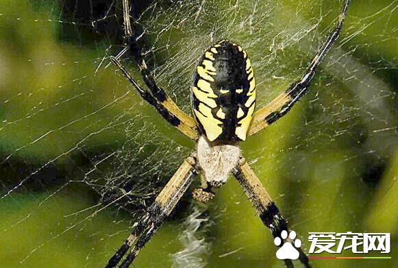 蜘蛛有多少只眼睛 蜘蛛的眼睛一共有八只