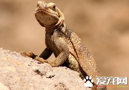 蜥蜴是什么颜色的 蜥蜴的颜色随生理行为变化