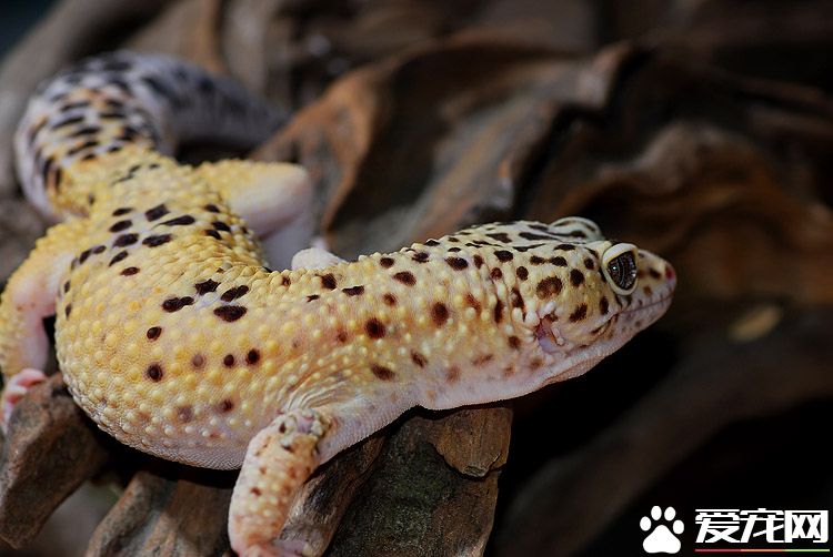 豹纹守宫蜥蜴价格 市场价格在300元左右