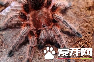 火玫瑰蜘蛛多少钱 幼体至少在50元左右