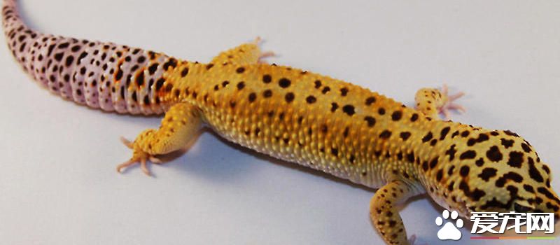 豹纹守宫蜥蜴价格 市场价格在300元左右