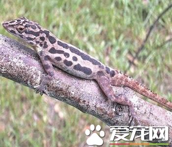 变色蜥蜴多少钱一只 一般二三百到两千不等